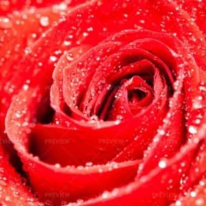 Meet your Posher, Diamond